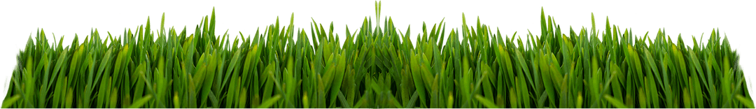 Lush Green Grass Blades PNG Illustration on Transparent Background
