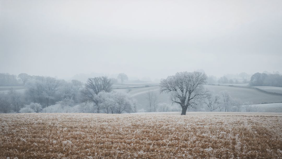 Frosted deciduous tree standing in misty winter meadow with hoarfrost and rolling hills