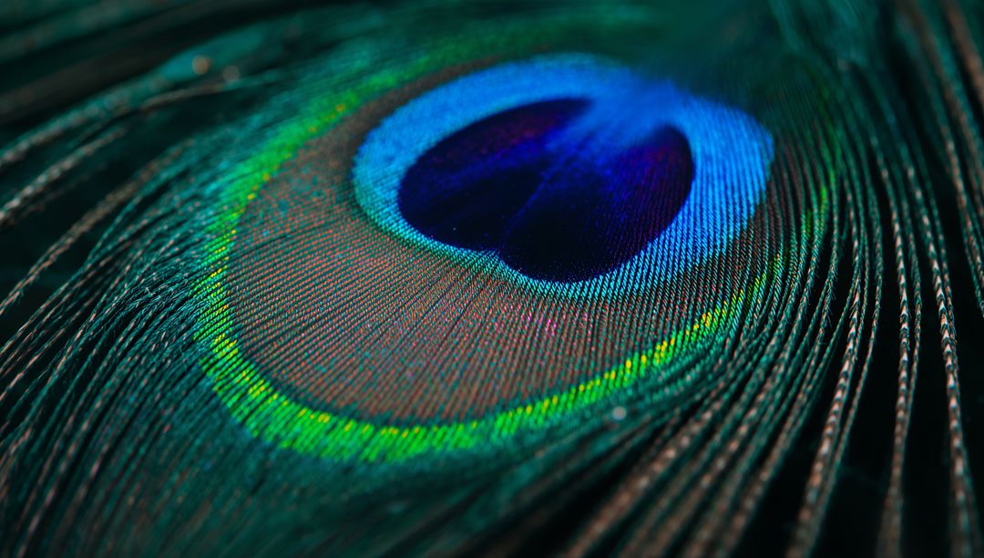 Macro View of Glorious Peacock Feather Highlighting Iridescent Shades
