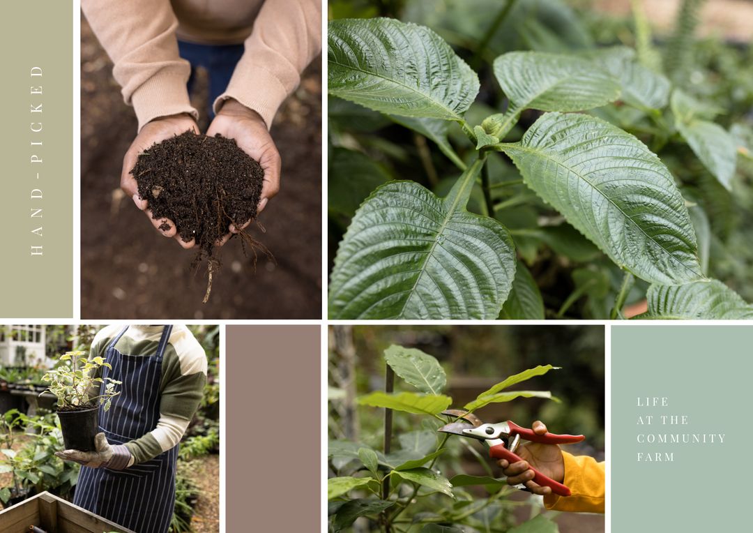 Hands Harvesting Soil and Gardening at Community Farm