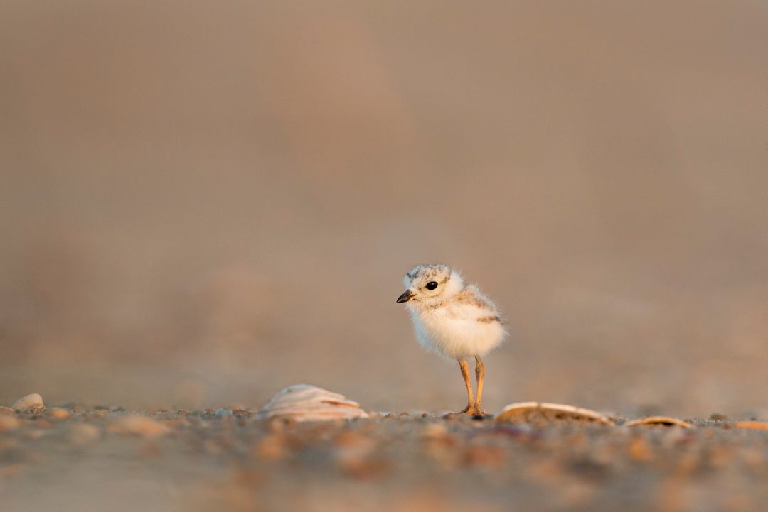 Piping Plover Chick Standing on Sandy Beach at Dusk - Free Images, Stock Photos and Pictures on Pikwizard.com