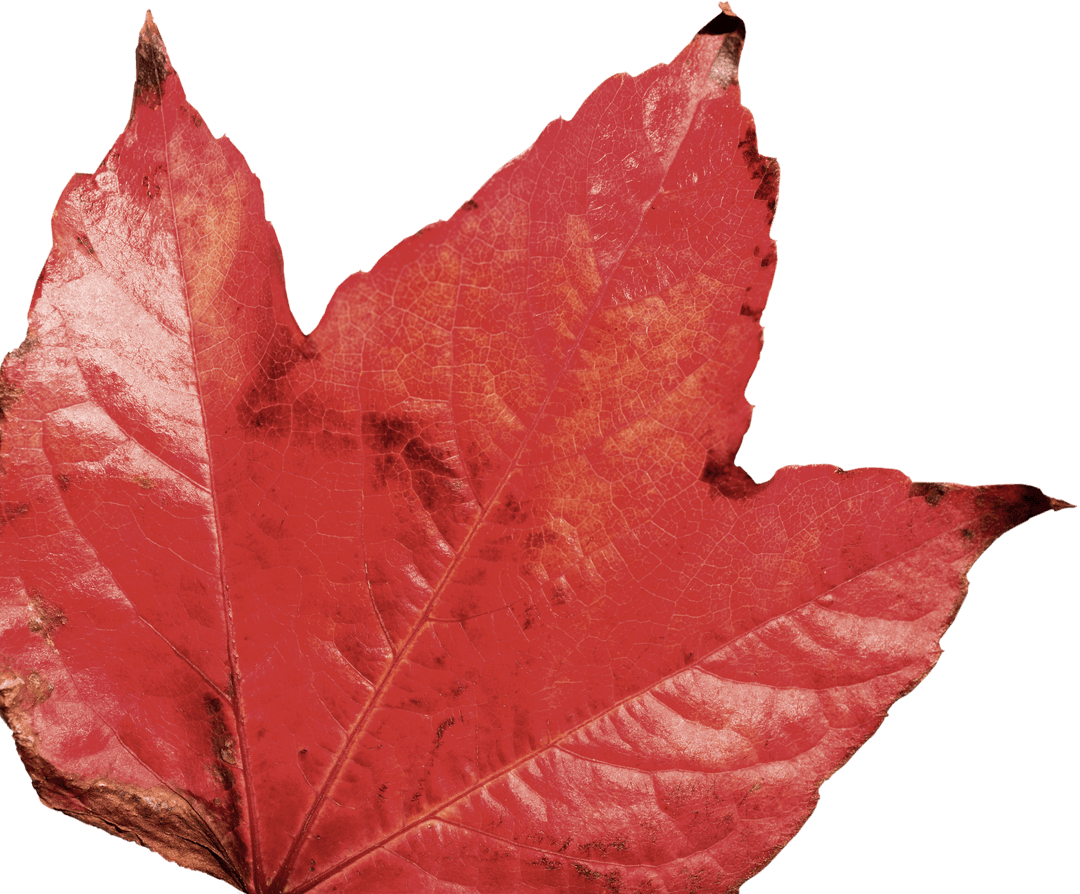 Dried Red Leaf with Detailed Veins on Transparent Background