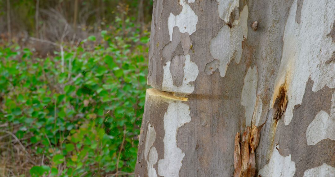 Close-up of Tree Trunk with Peeling Bark and Oozing Sap