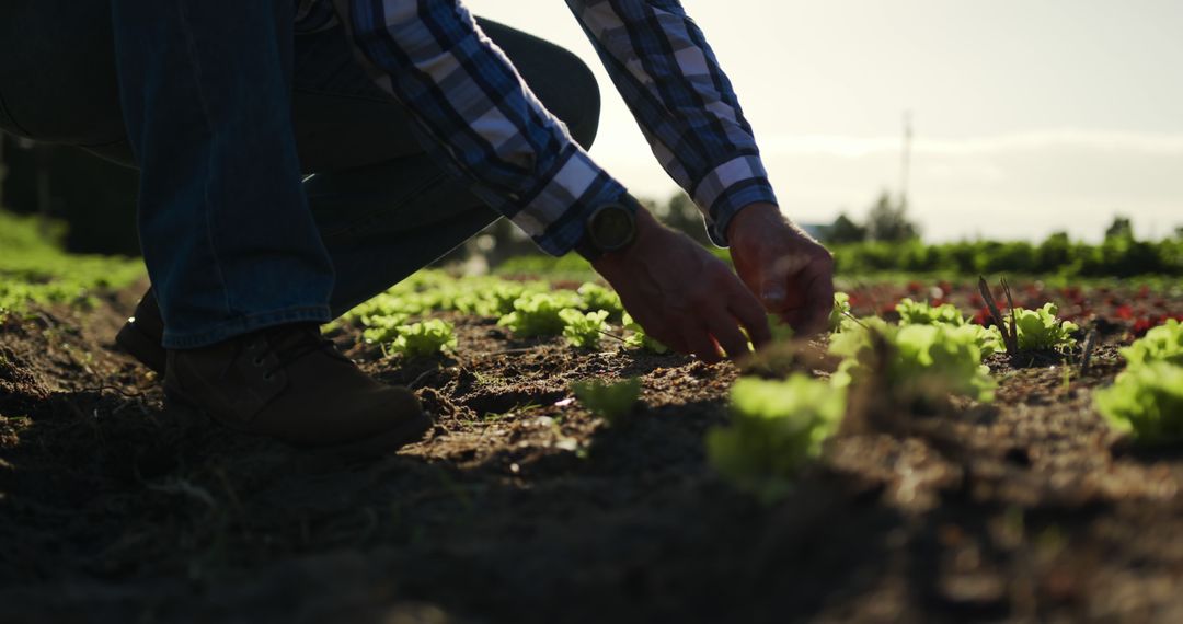 Farmer Tending Crops in Sunlit Agricultural Field
