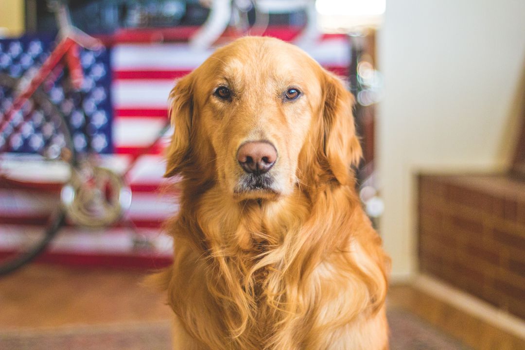 Golden Retriever in front of American Flag Indoors - Free Images, Stock Photos and Pictures on Pikwizard.com