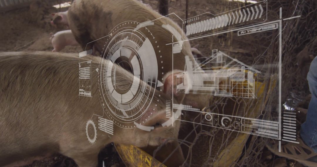 Pigs Feeding with Tech Data Overlay Showing Farming Innovation