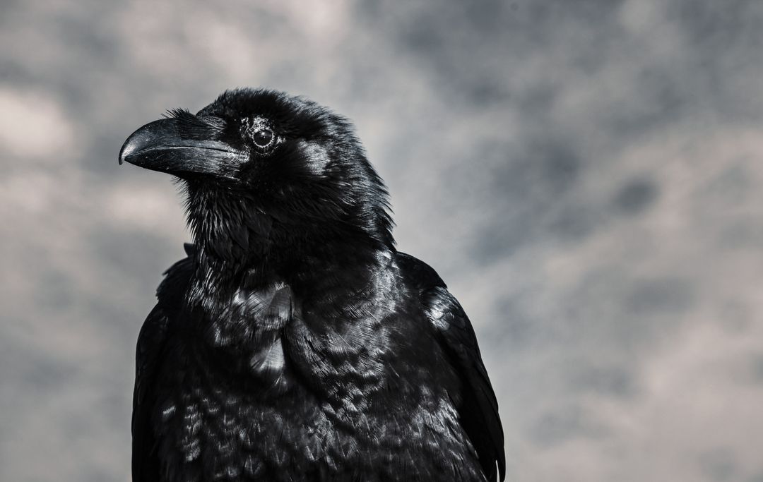 Portrait of Majestic Black Raven Against Cloudy Sky