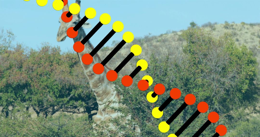 Giraffe in Savanna with DNA Helix Overlay Representing Biodiversity Research
