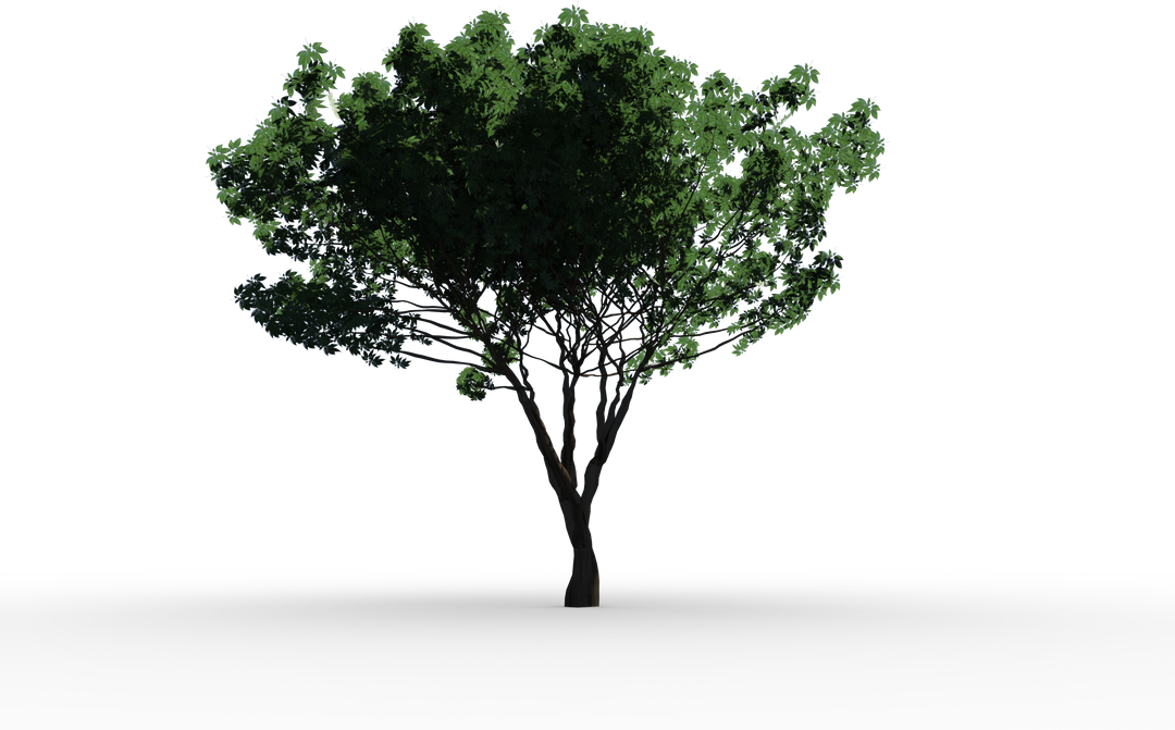 Small Tree with Green Leaves Transparent Background - Download Free Stock Images Pikwizard.com