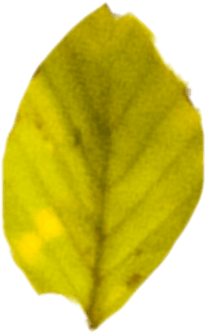 Transparent Green Leaf Vector Illustration Signifying Fall