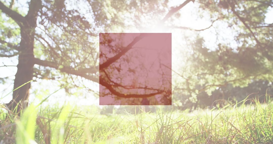 Blurred Sunlit Nature with Square Overlay Design Concept