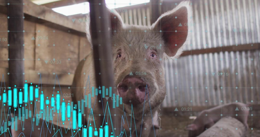 Pig in Barn with Stock Chart Overlay Reflecting Agriculture Investment
