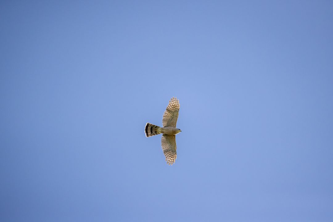 Sparrowhawk soaring across clear blue sky with outstretched wings and striped tail