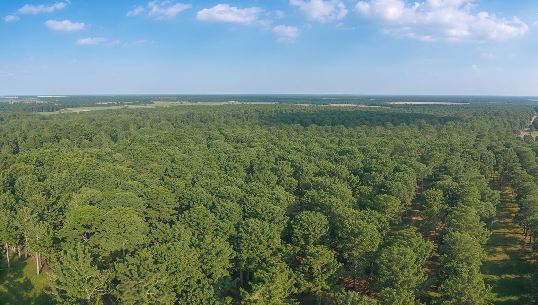 Aerial View of Dense Pine Forest Canopy on Rural Landscape
