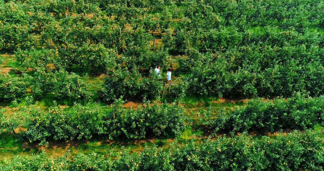 Aerial View of Farmers Working in Lush Green Orchard - Free Images, Stock Photos and Pictures on Pikwizard.com