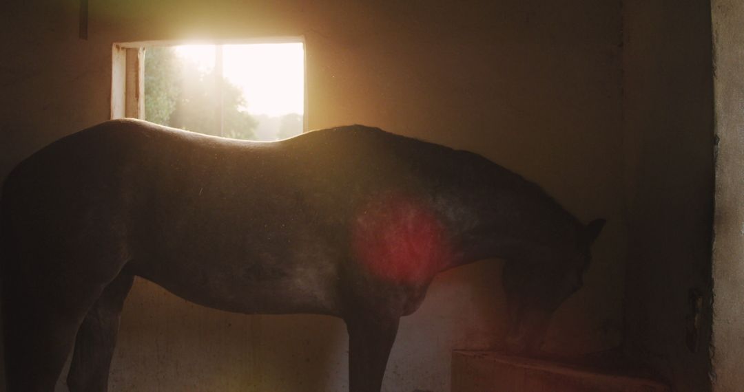 Sunlit Horse Feeding in Stables During Golden Hour - Free Images, Stock Photos and Pictures on Pikwizard.com