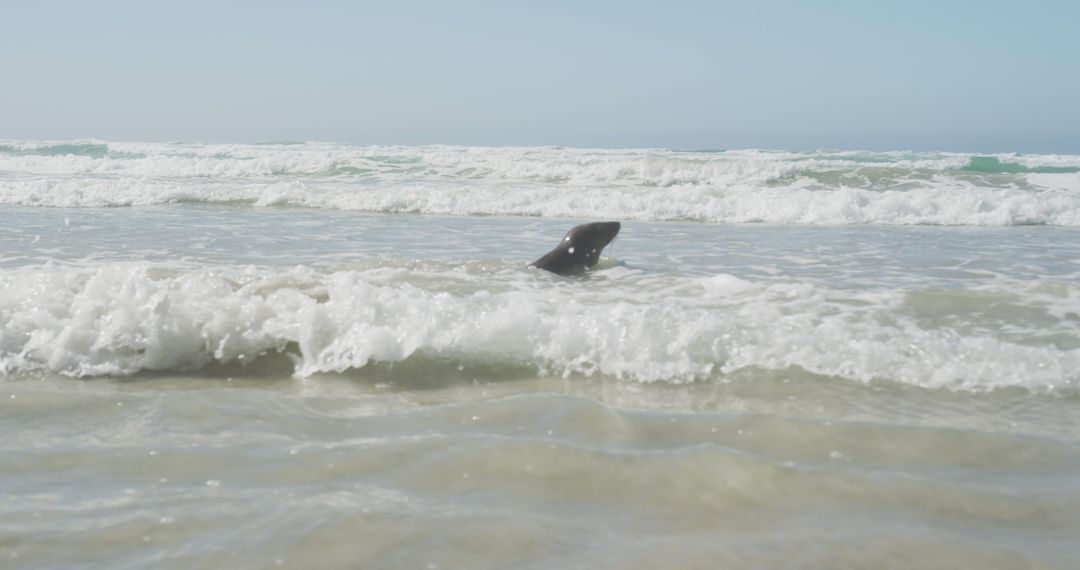 Seal Enjoying Waves in Tranquil Beach Landscape - Free Images, Stock Photos and Pictures on Pikwizard.com