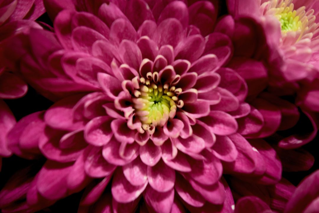 Close-up of Vibrant Pink Chrysanthemum Flower in Bloom - Free Images, Stock Photos and Pictures on Pikwizard.com