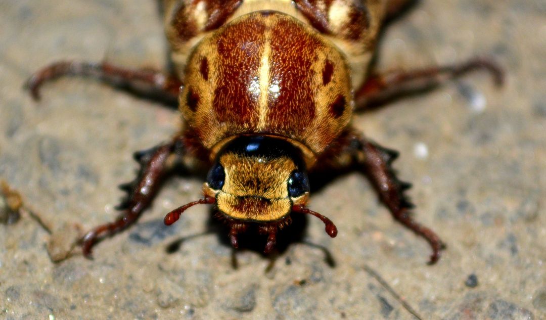 Close-up of Stunning Brown Beetle on Ground - Free Images, Stock Photos and Pictures on Pikwizard.com