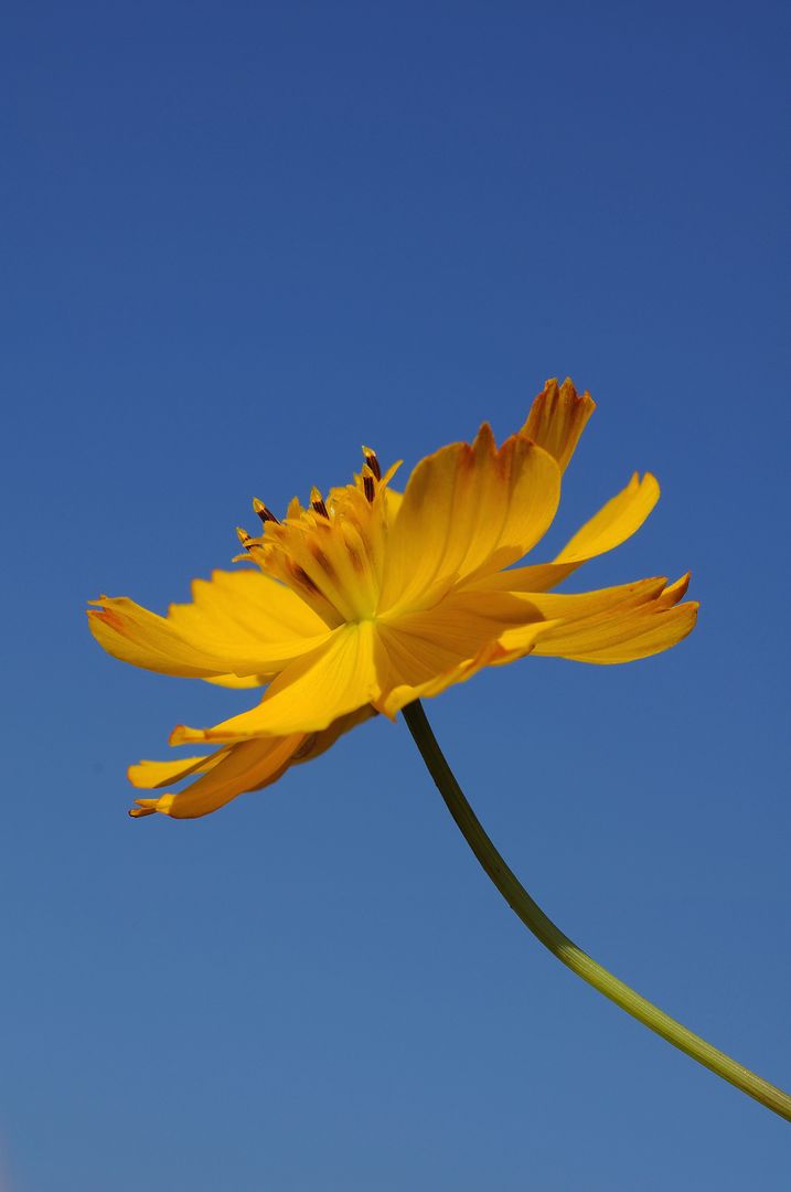 Yellow Cosmos Flower Blooming Against Clear Blue Sky - Free Images, Stock Photos and Pictures on Pikwizard.com