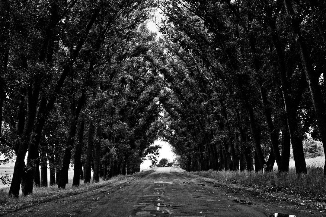 Black and White Road Through Forest Canopy Convocation - Free Images, Stock Photos and Pictures on Pikwizard.com