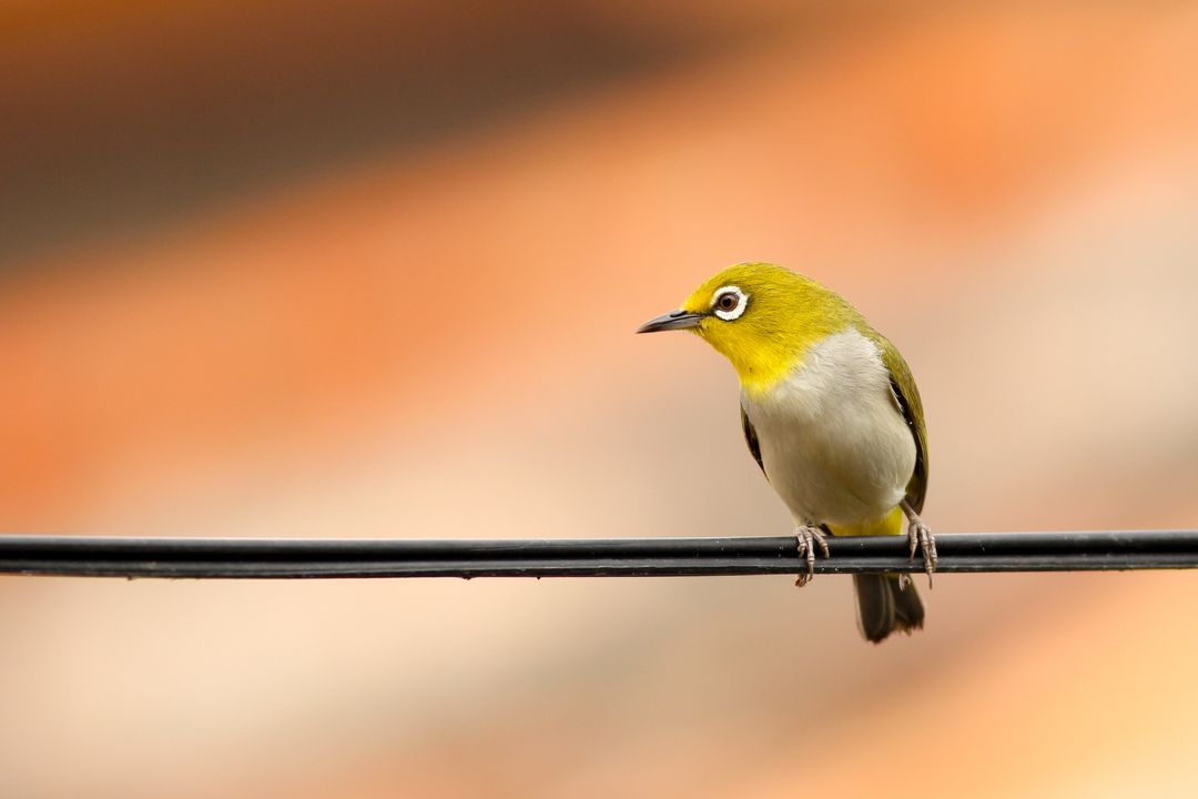 Yellow and White Bird on Black Electric Wire - Free Images, Stock Photos and Pictures on Pikwizard.com