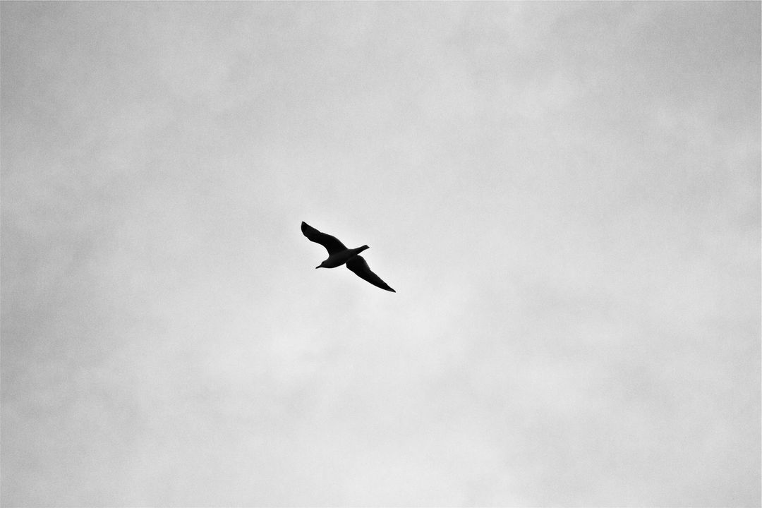 Lone Bird in Flight Against Overcast Sky