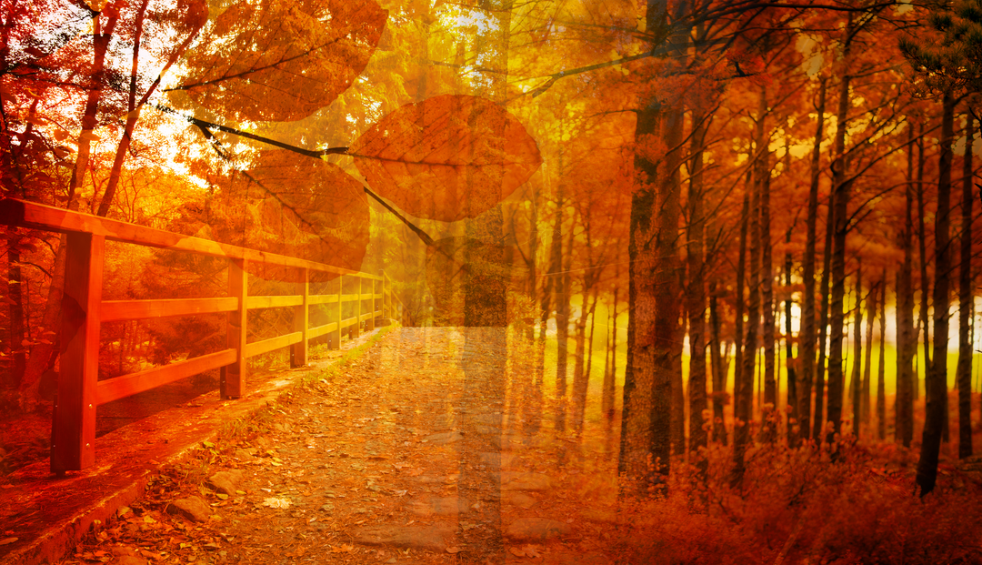 Transparent Fall Forest Pathway with Orange Foliage pse Laptop Wallpaper Design - Download Free Stock Images Pikwizard.com