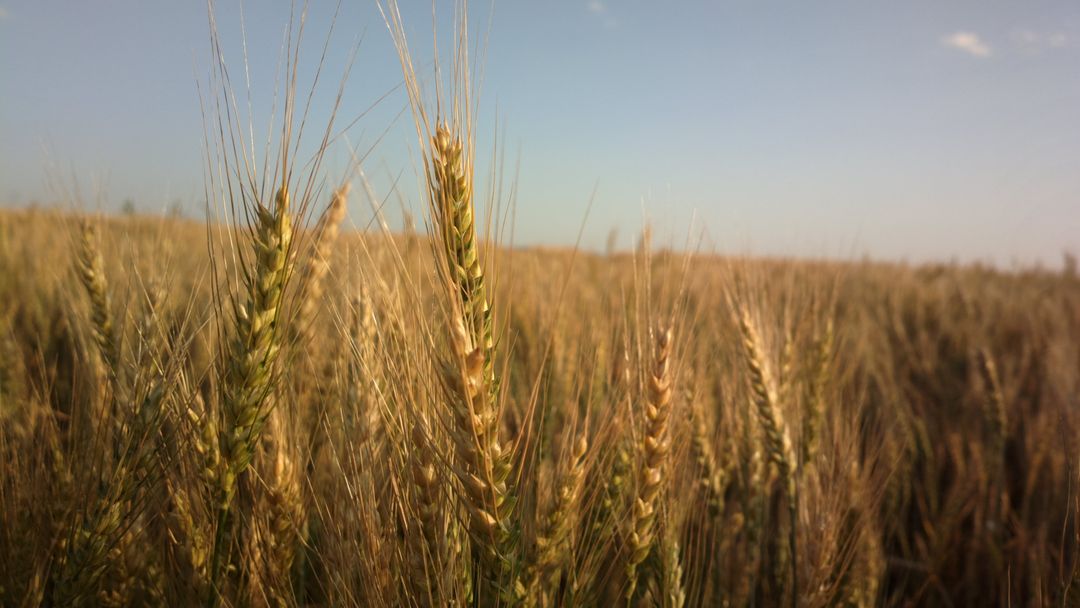 Close-Up of Ripe Wheat Ears in Field Under Blue Sky - Free Images, Stock Photos and Pictures on Pikwizard.com