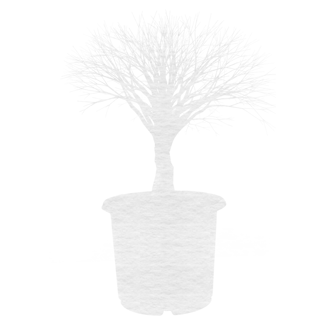 Stylized Plant in Pot, Transparent Background Vector Illustration - Download Free Stock Images Pikwizard.com