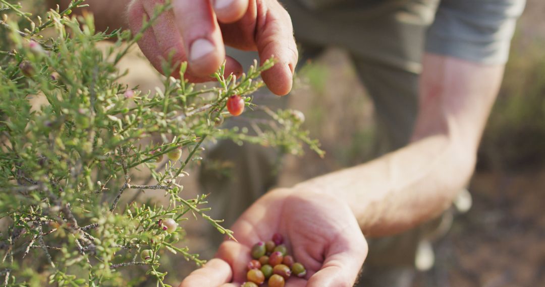 Person Harvesting Berries from Bush - Free Images, Stock Photos and Pictures on Pikwizard.com