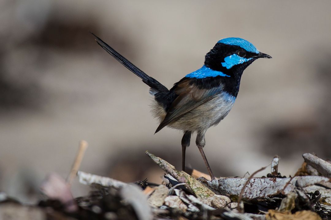 Colorful Blue Wren Perching on Forest Floor - Free Images, Stock Photos and Pictures on Pikwizard.com