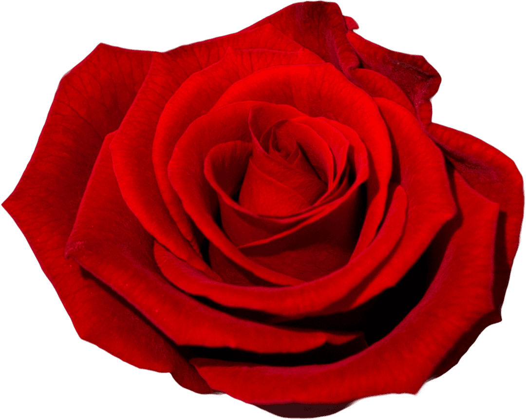 Stunning Transparent Red Rose Close-Up with Vivid Petals