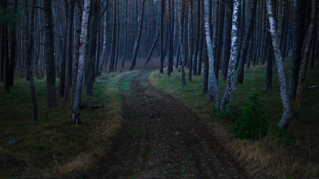 Mysterious Forest Path at Dusk with Tall Trees