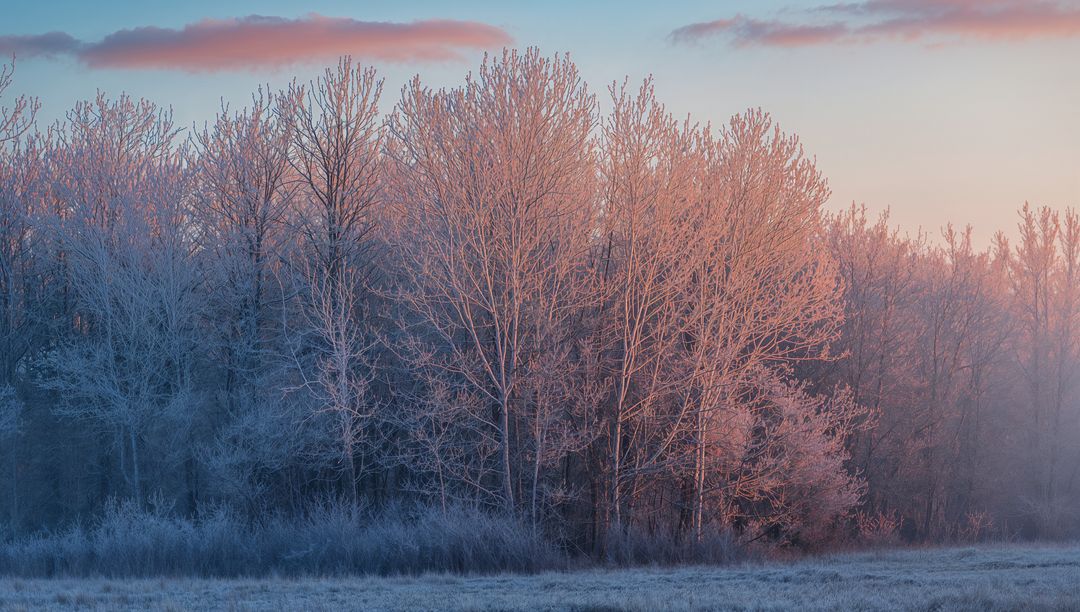 Hoarfrost Trees Bathing in Pink Dawn Light over Misty Winter Meadow