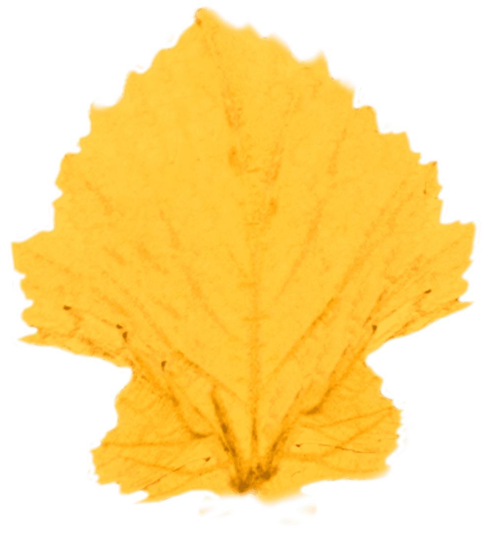 Transparent Yellow Autumn Leaf Isolated Nature Illustration