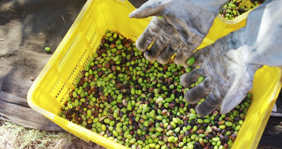 Gloved Hands Sorting Freshly Harvested Olives into Basket