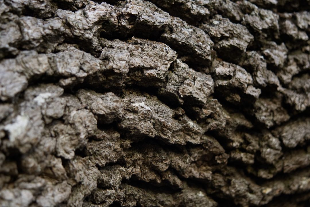 Close-up of Rough Bark Texture on Tree Trunk - Free Images, Stock Photos and Pictures on Pikwizard.com