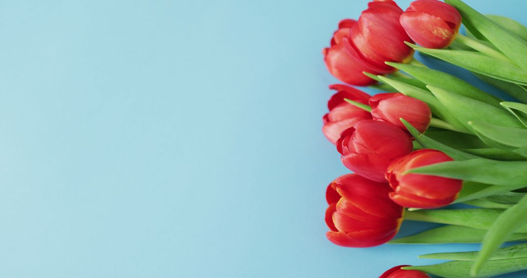 Red Tulip Bouquet on Bright Blue Background for Valentine's Day