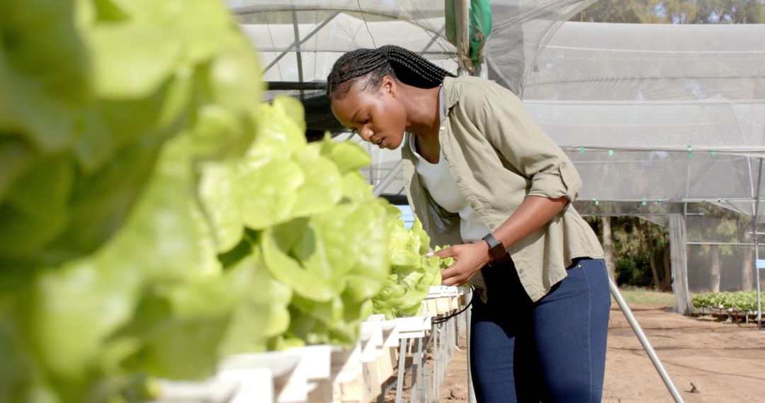 Female Engineer Inspecting Hydroponic Lettuce in Greenhouse Environment