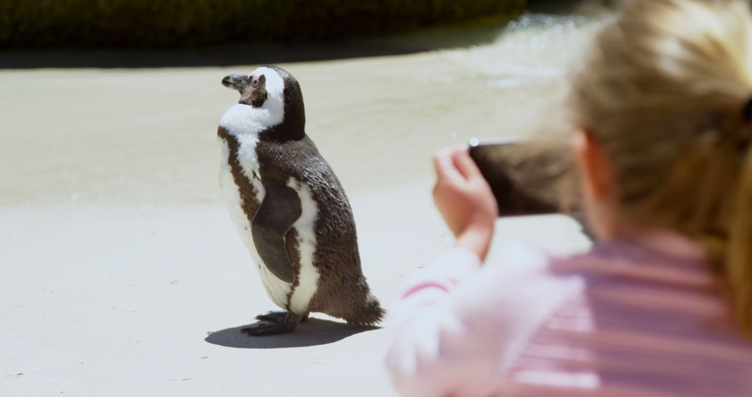 Child Taking Photo of Penguin at Zoo - Free Images, Stock Photos and Pictures on Pikwizard.com