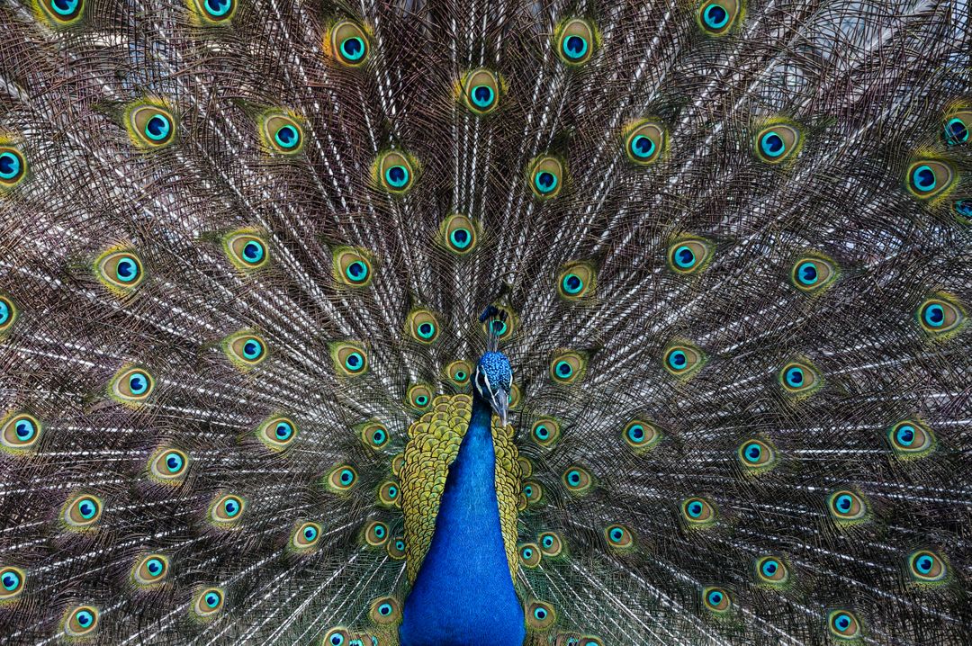 Close-Up of Peacock Displaying Colorful Feathers in Full Splendor - Free Images, Stock Photos and Pictures on Pikwizard.com