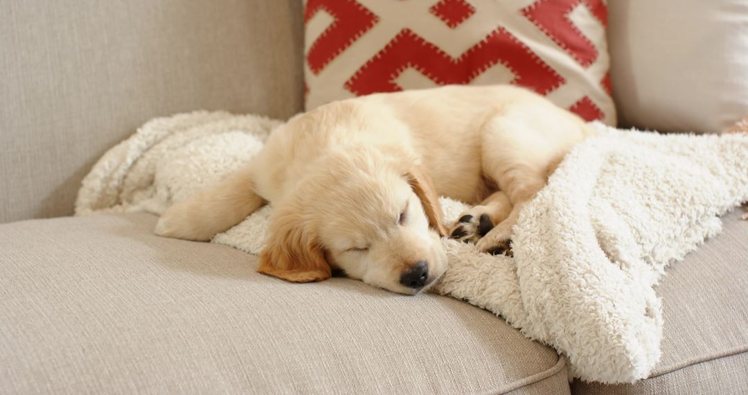 Golden retriever puppy sleeping on cozy sofa with fluffy blanket and red cushion in daylight