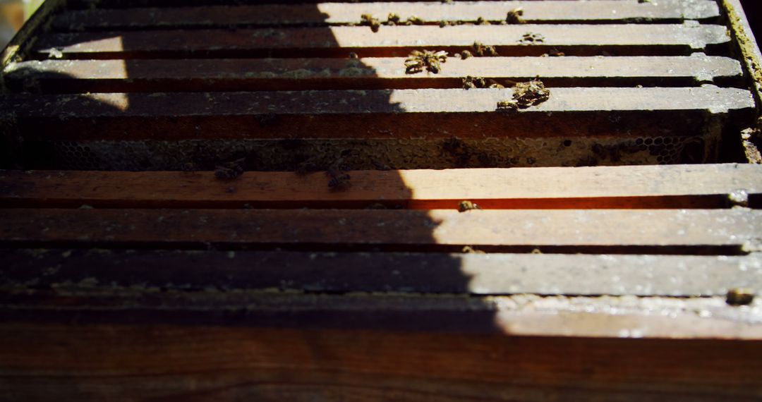 Wooden Beehive with Bees and Shadows - Free Images, Stock Photos and Pictures on Pikwizard.com