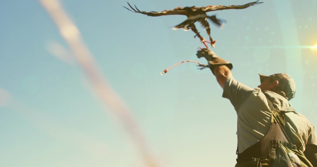Falconer Releasing Bird of Prey Under Clear Sky
