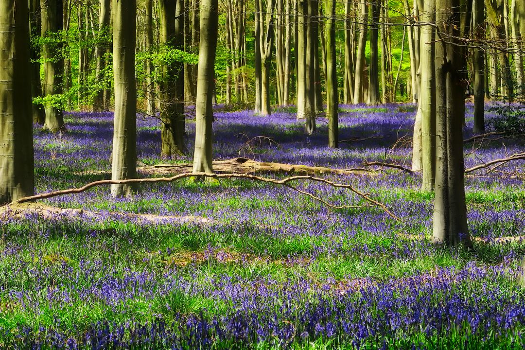 Blooming Bluebell Forest in Springtime - Free Images, Stock Photos and Pictures on Pikwizard.com