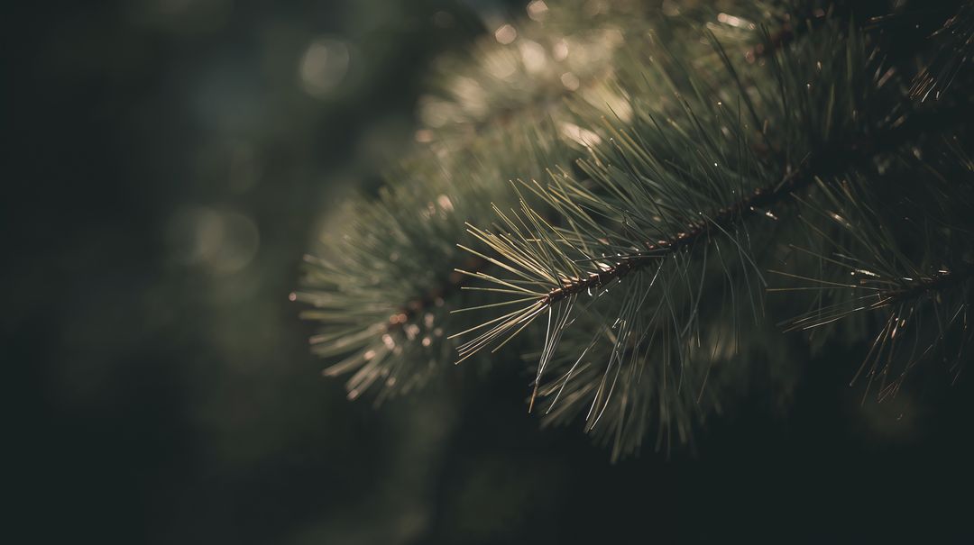 Close-up conifer branch with soft bokeh lighting, moody evergreen needles and natural texture