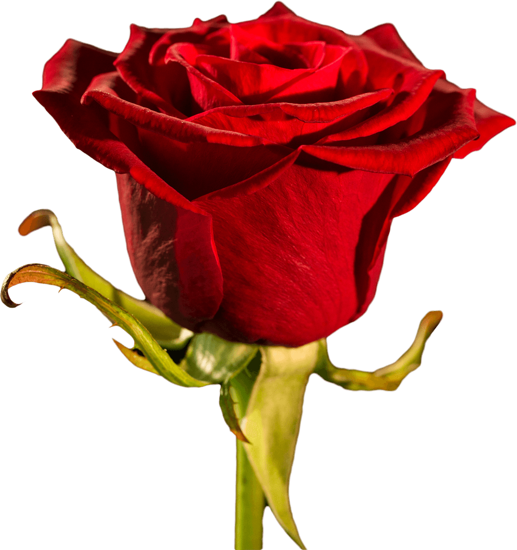 Realistic Transparent Red Rose Close-Up