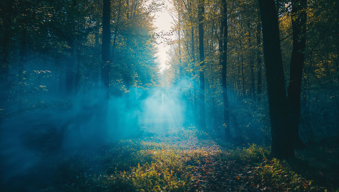 Misty Forest Glade with Beams of Light Piercing Through Trees