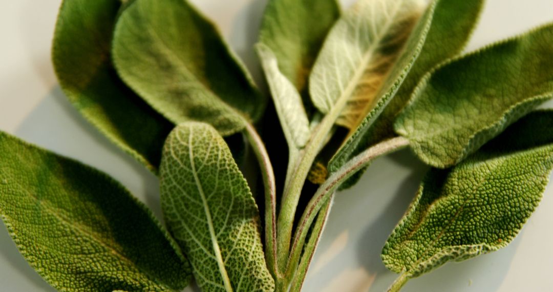 Fresh Sage Leaves on White Background